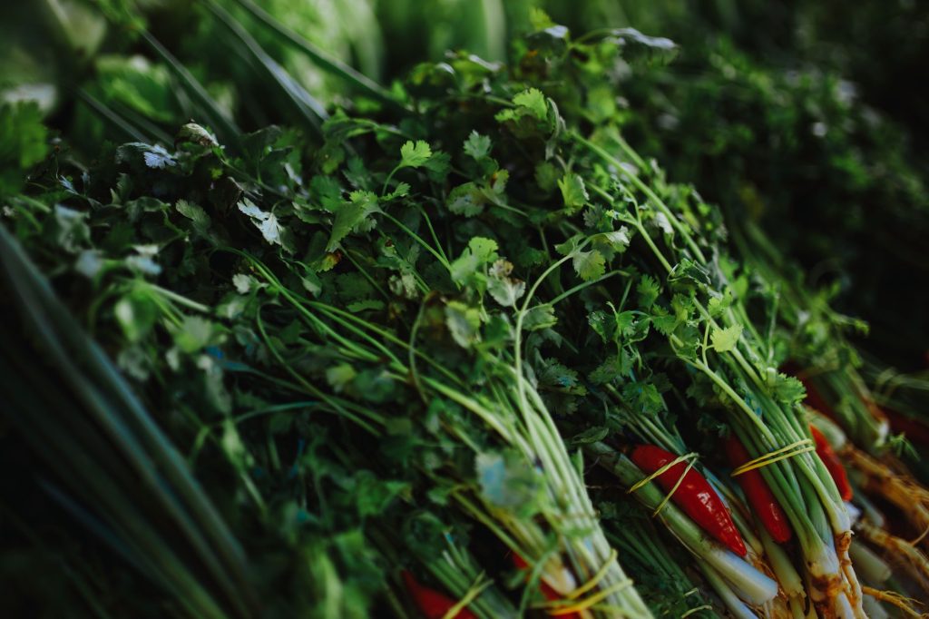 how to store fresh cilantro